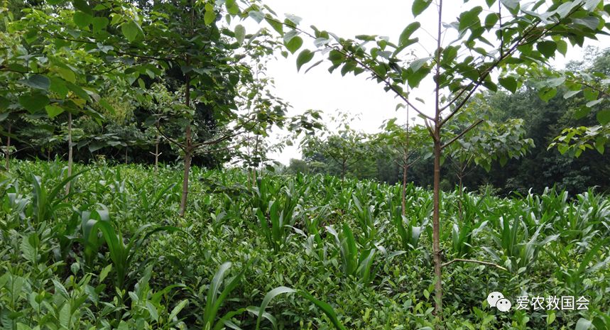 生态茶园的规划,生态茶园建设的好处