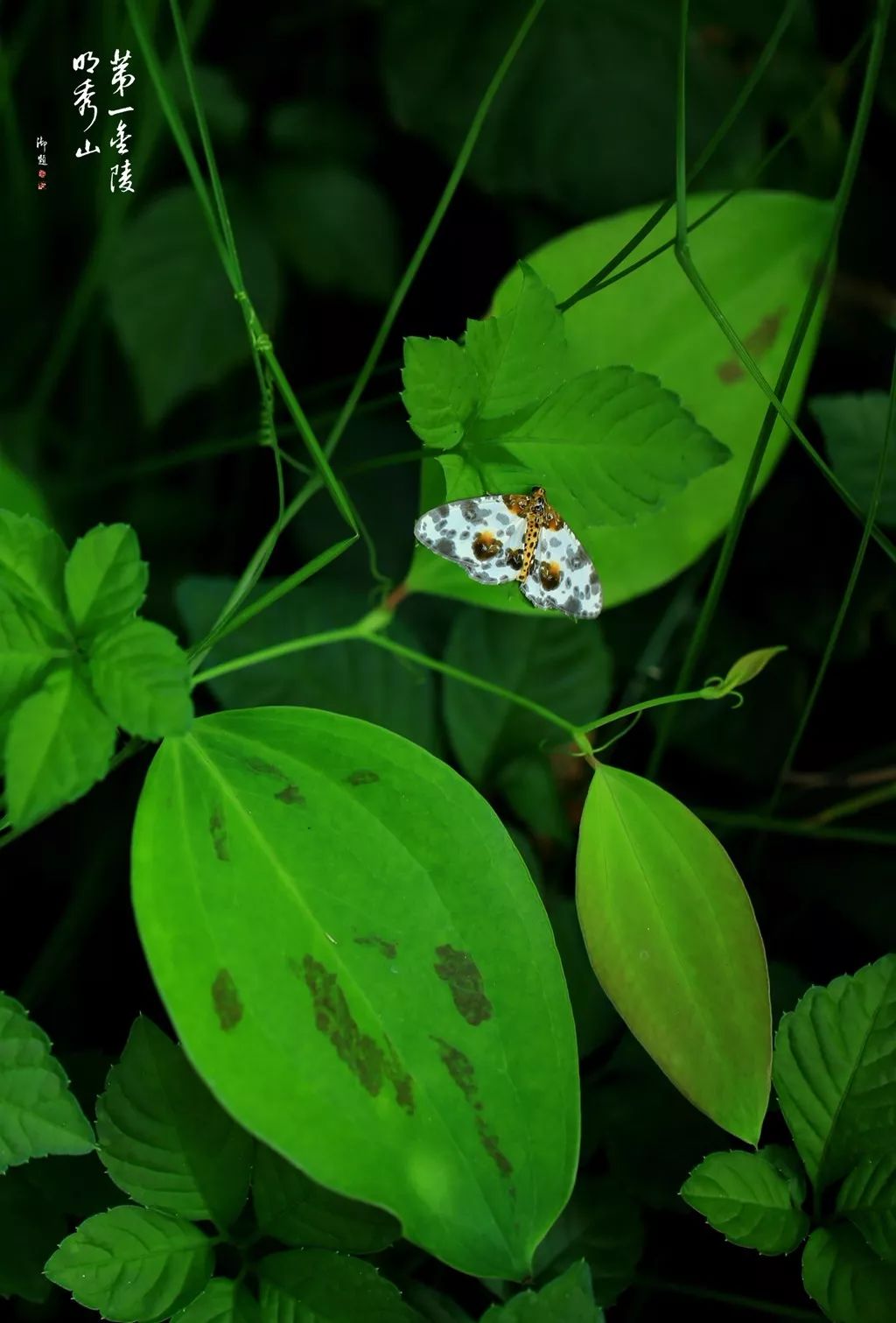 「栖霞山·植物百科」菝葜：开从绿条上，散逐香风远