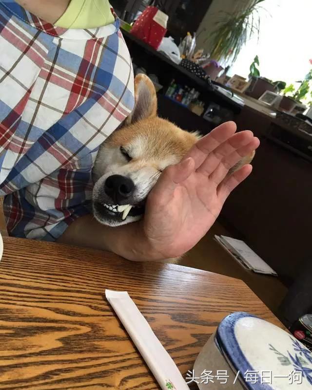 狗狗吃东西中毒症状,狗狗吃东西中毒要多久