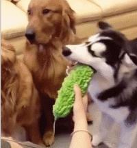 狗狗吃东西中毒症状,狗狗吃东西中毒要多久