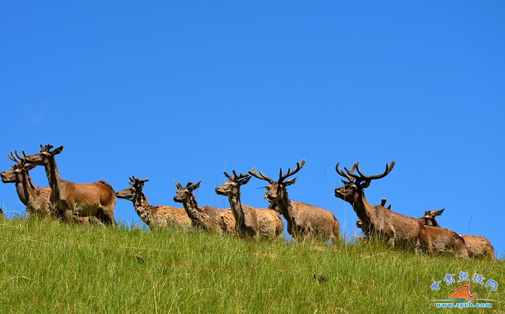 肃南马鹿鹿茸农产品,肃南土特产鹿茸