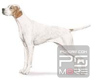 关于世界名狗名犬排行榜,世界名犬狗的品种大全