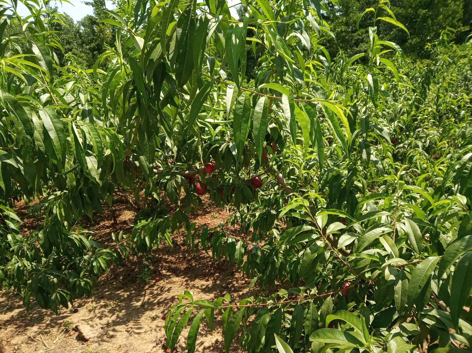 小米6测评值不值得购买,小米6跟红米6哪个好