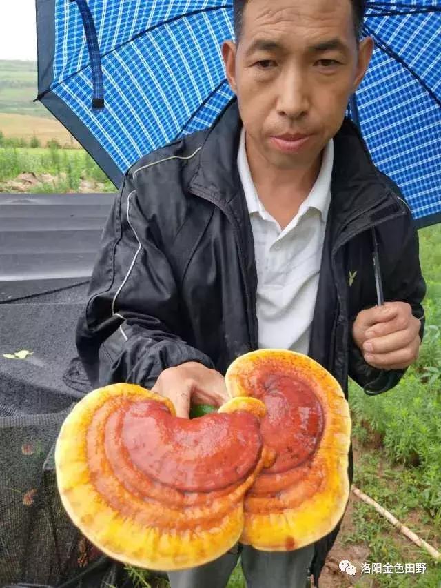 嵩县灵芝种植,嵩县何村蛮峪岭