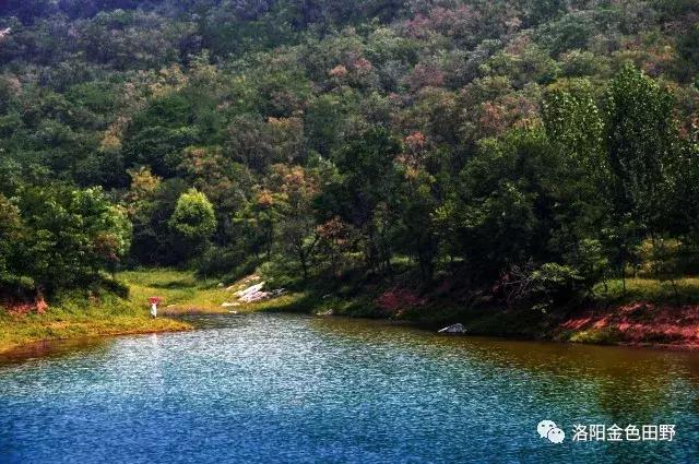 嵩县灵芝种植,嵩县何村蛮峪岭