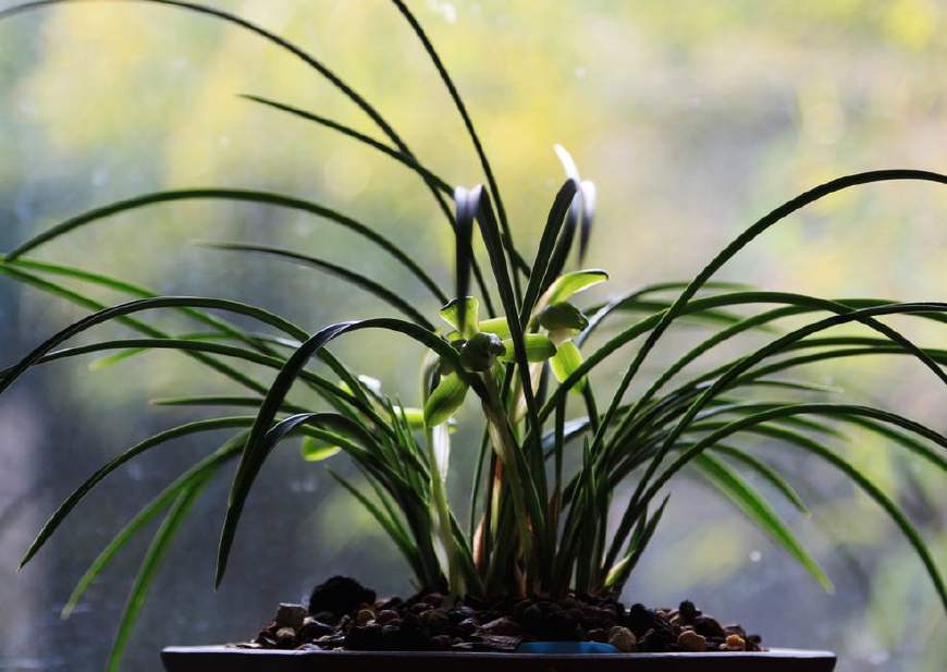 兰花常见虫害及防治方法,兰花虫害怎样彻底消灭