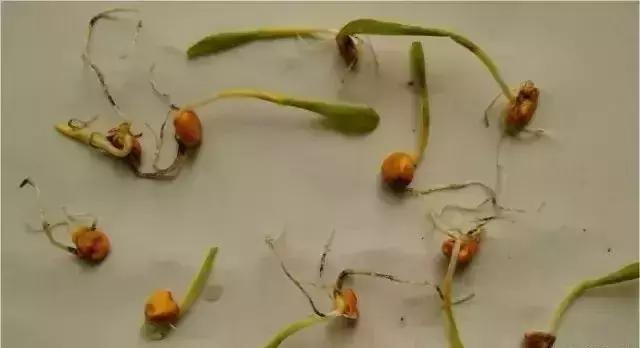 大雨后玉米烂种怎么办,暴雨玉米被淹全过程