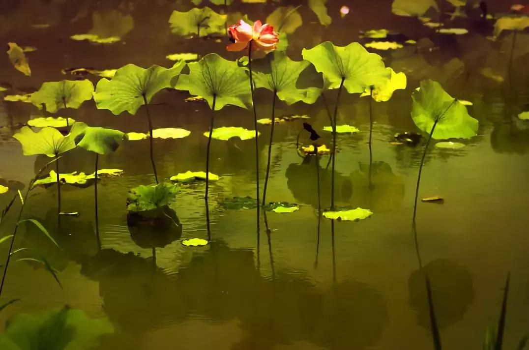 浙江一片夏季花海，带你在炎炎夏日赏花、美拍尽享自然清凉~