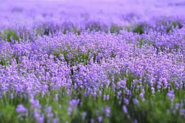 浙江一片夏季花海，带你在炎炎夏日赏花、美拍尽享自然清凉~