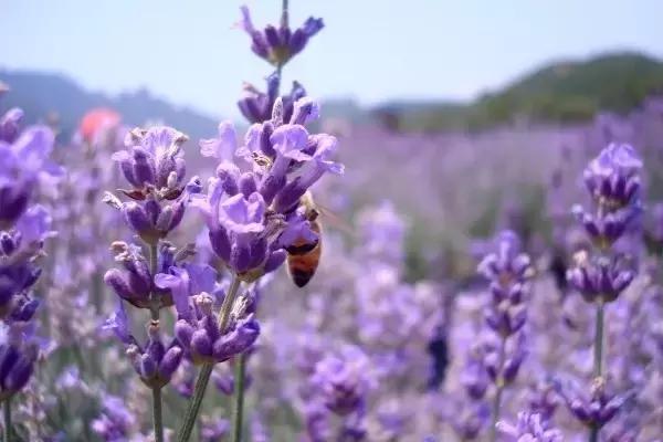 浙江一片夏季花海，带你在炎炎夏日赏花、美拍尽享自然清凉~