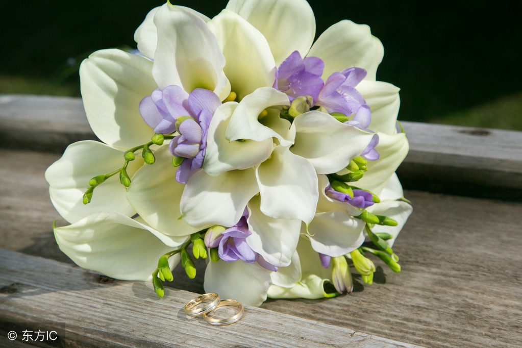 圣洁高雅马蹄莲,纯洁的马蹄莲