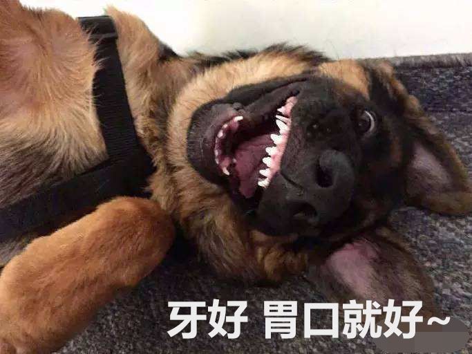 你以为的德牧真正的德牧,德牧为啥看起来那么可爱