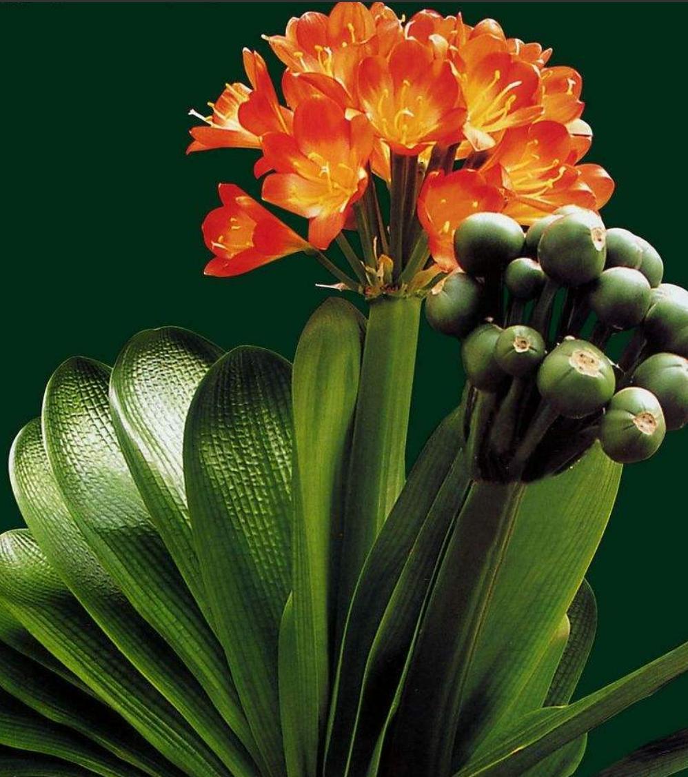 君子兰根长得慢,君子兰下垂不直