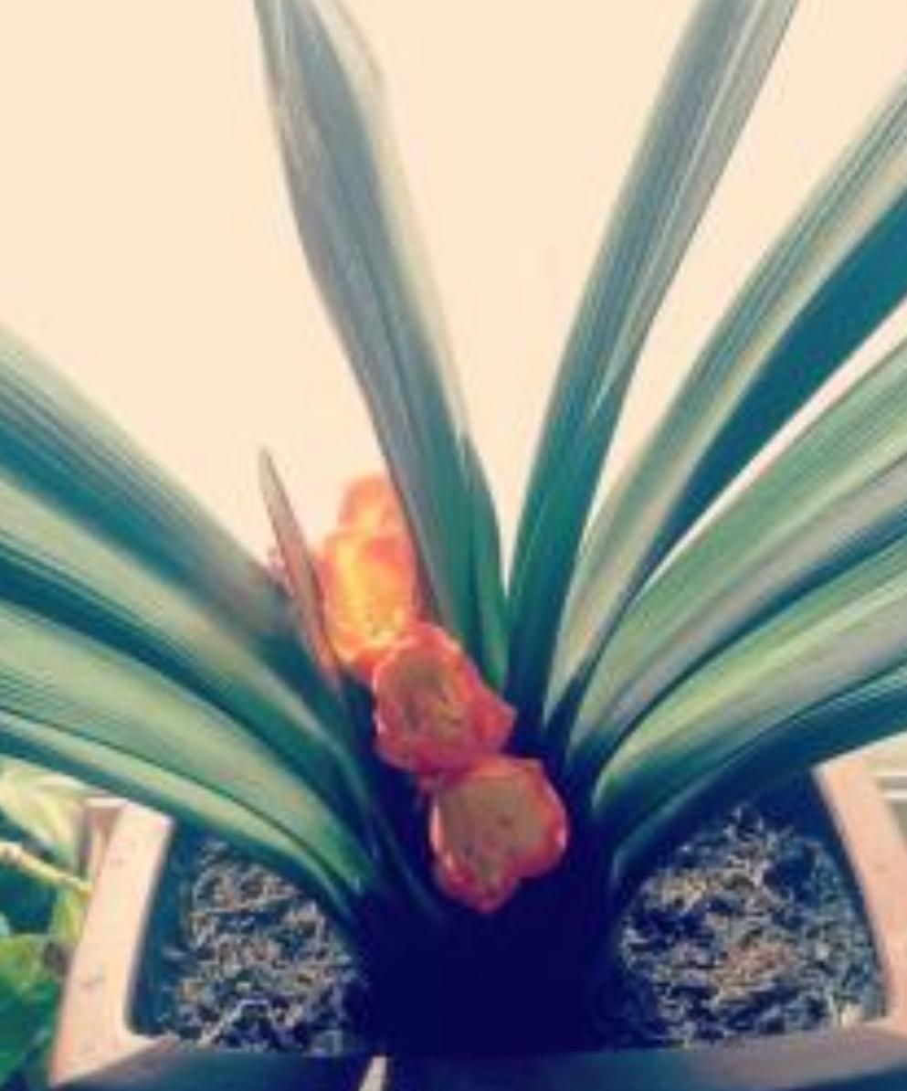 君子兰养护开花不夹箭的方法,君子兰开始冒花箭该如何养护