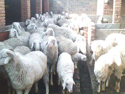 羊表现跛行症状有哪些原因？