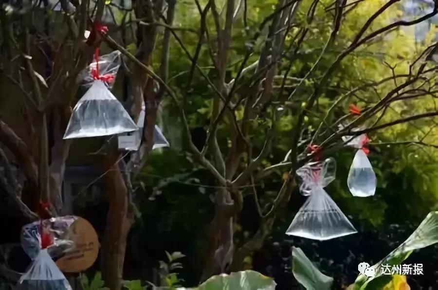 夏天蚊子怎么消除小妙招,夏天农村蚊子多怎么办生活小妙招