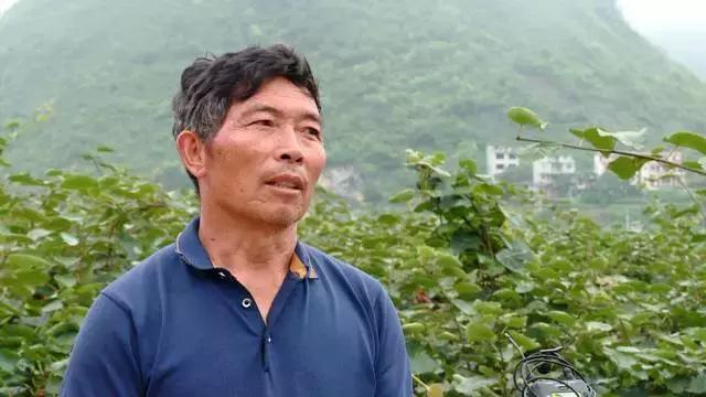 广西乐业：红心猕猴桃+有机茶，脱贫双招牌让农民搭上致富“快车”