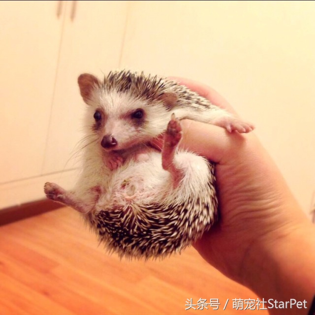 萌爆了！抖音同款蠢萌刺猬，赶紧入手一只撸撸撸！