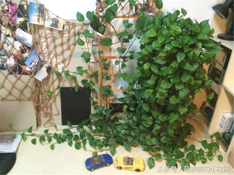 绿萝喝什么水容易爆盆,绿萝怎么养才能更旺盛喝什么水