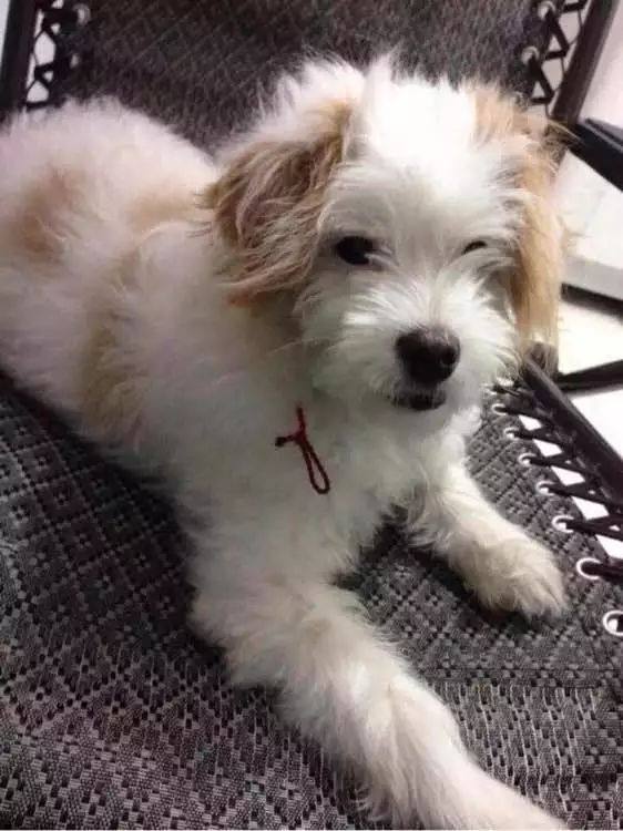 狗狗绝育了基础病就少了吗,绝育狗狗会有什么影响