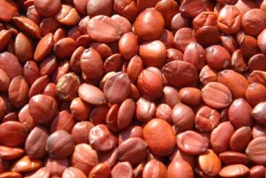 酸枣仁油的功效与作用及食用方法,中药酸枣仁的作用与功效