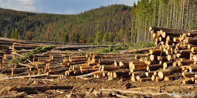 地球森林增加10倍后会发生什么,地球森林减少了吗