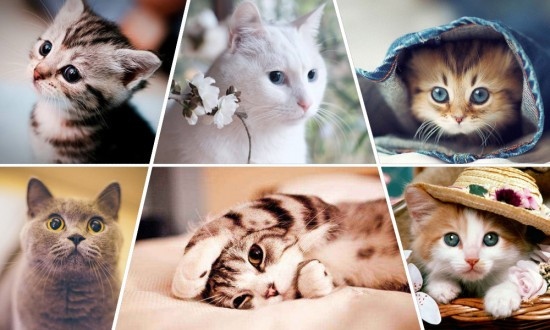 漫猫咖啡店历史,漫猫咖啡简介