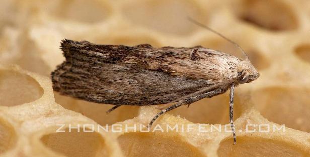 中蜂防治巢虫中药配方,意蜂巢虫防治最有效方法