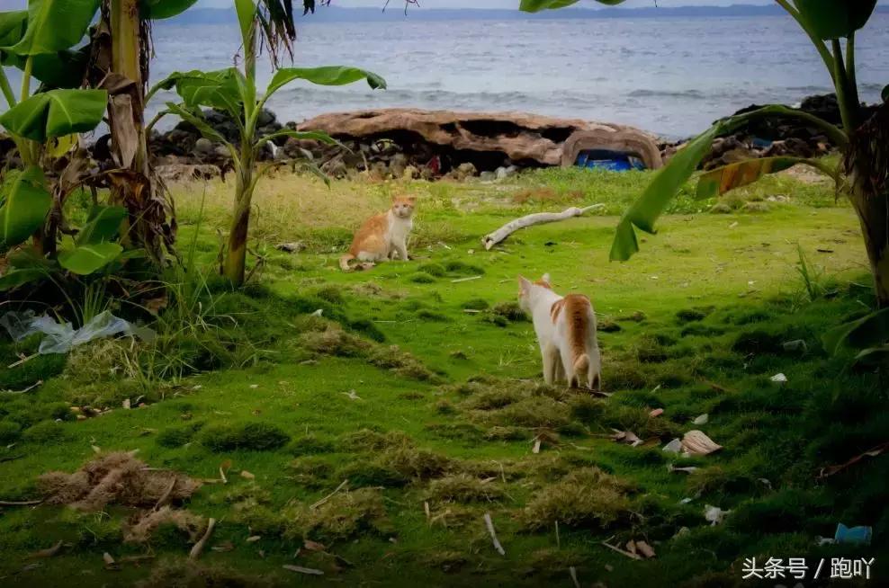 单次世界杯进球最多的国家,世界杯进球最多一场的国家