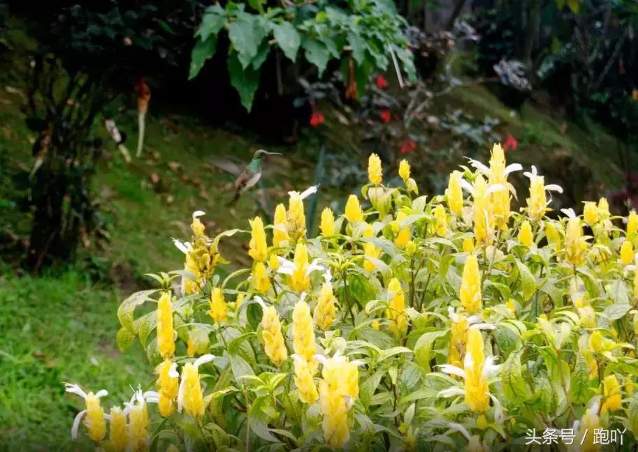 单次世界杯进球最多的国家,世界杯进球最多一场的国家