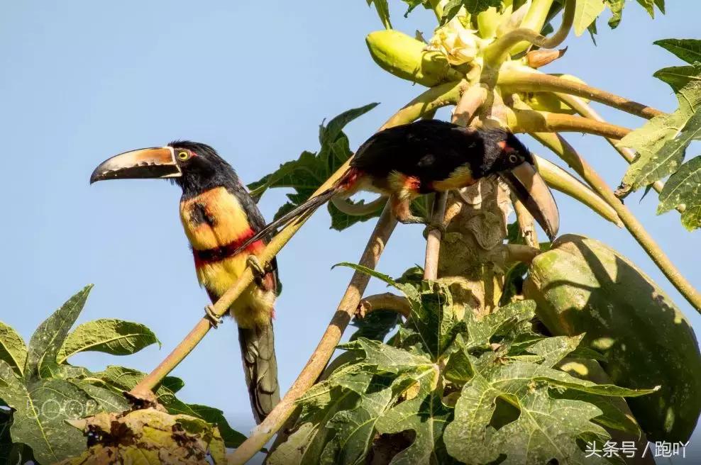 单次世界杯进球最多的国家,世界杯进球最多一场的国家