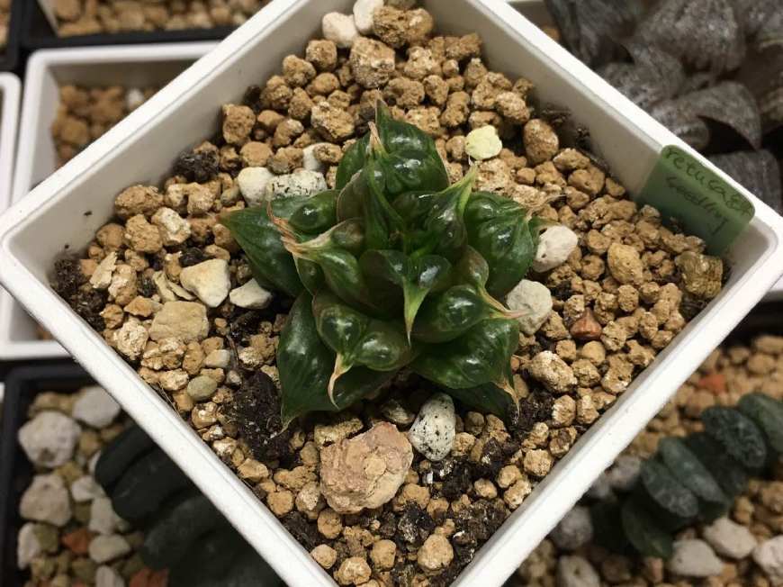 夏天玉露怎么避免烂根,如何处理玉露烂根