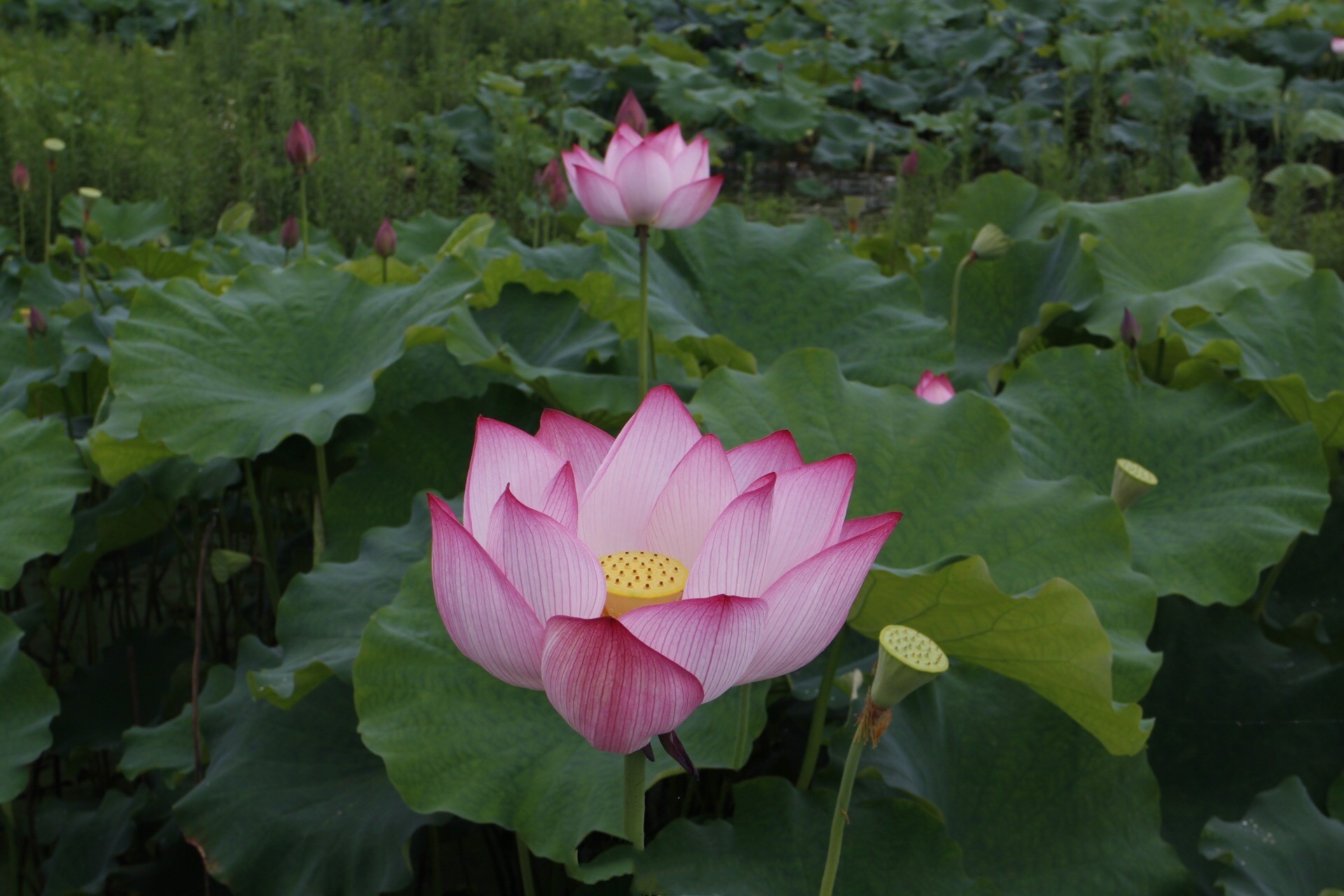 夏日赏月赏夜，不如赏花荷，这里“十里荷花一个村”