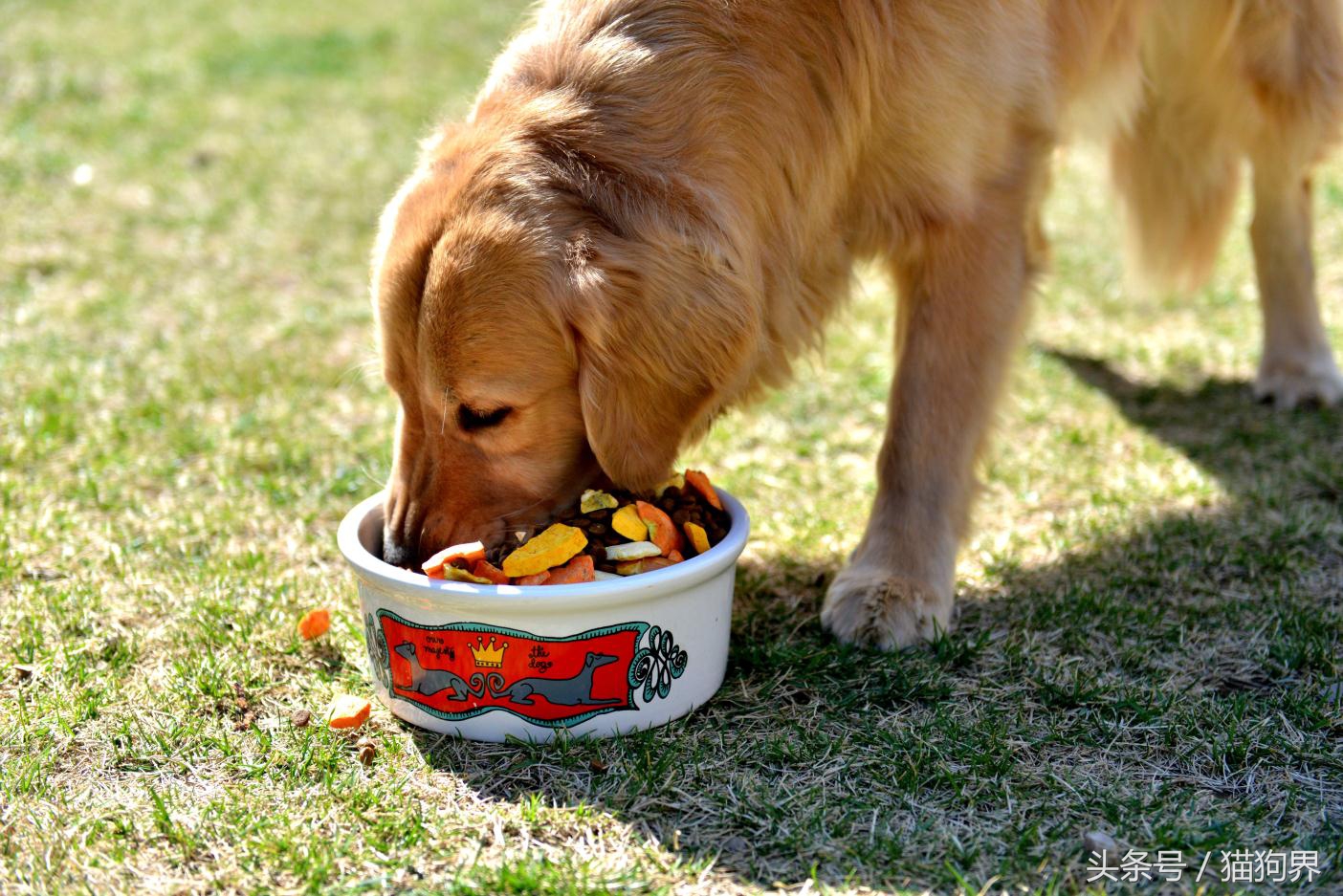 怎么让挑食的狗吃狗粮,让狗狗不挑食的办法