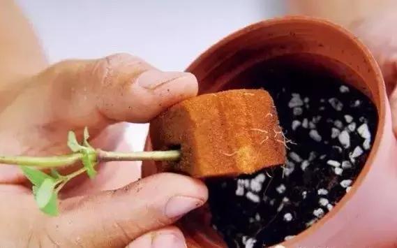 闲时种花草,夏天种几盆薄荷