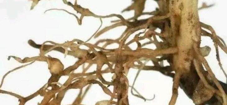 多肉长根瘤怎么处理,多肉植物根瘤病