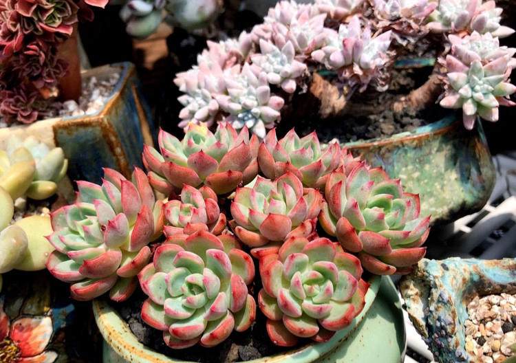 多肉长根瘤怎么处理,多肉植物根瘤病