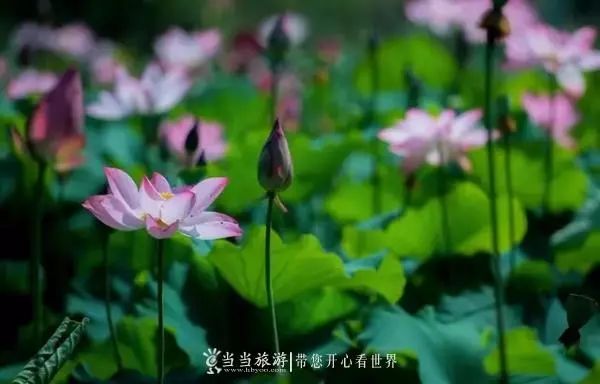 十堰市周末去哪儿玩免费的,夏季十堰去哪玩