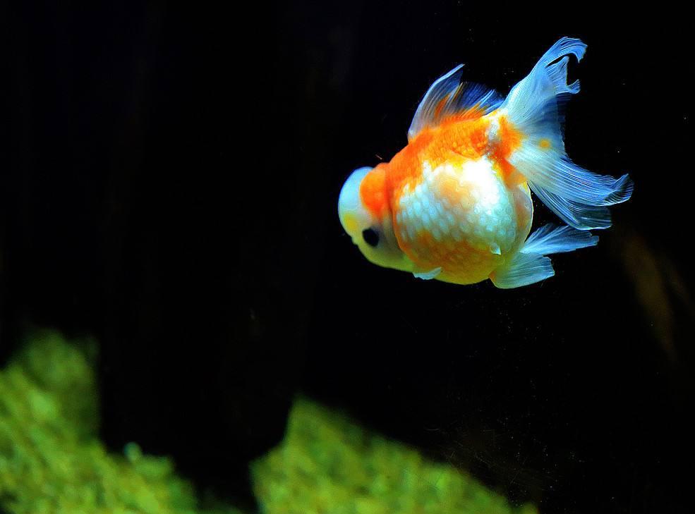 家养金鱼得病喂什么药,鱼缸养鱼鱼病症状