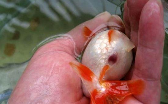 家养金鱼得病喂什么药,鱼缸养鱼鱼病症状