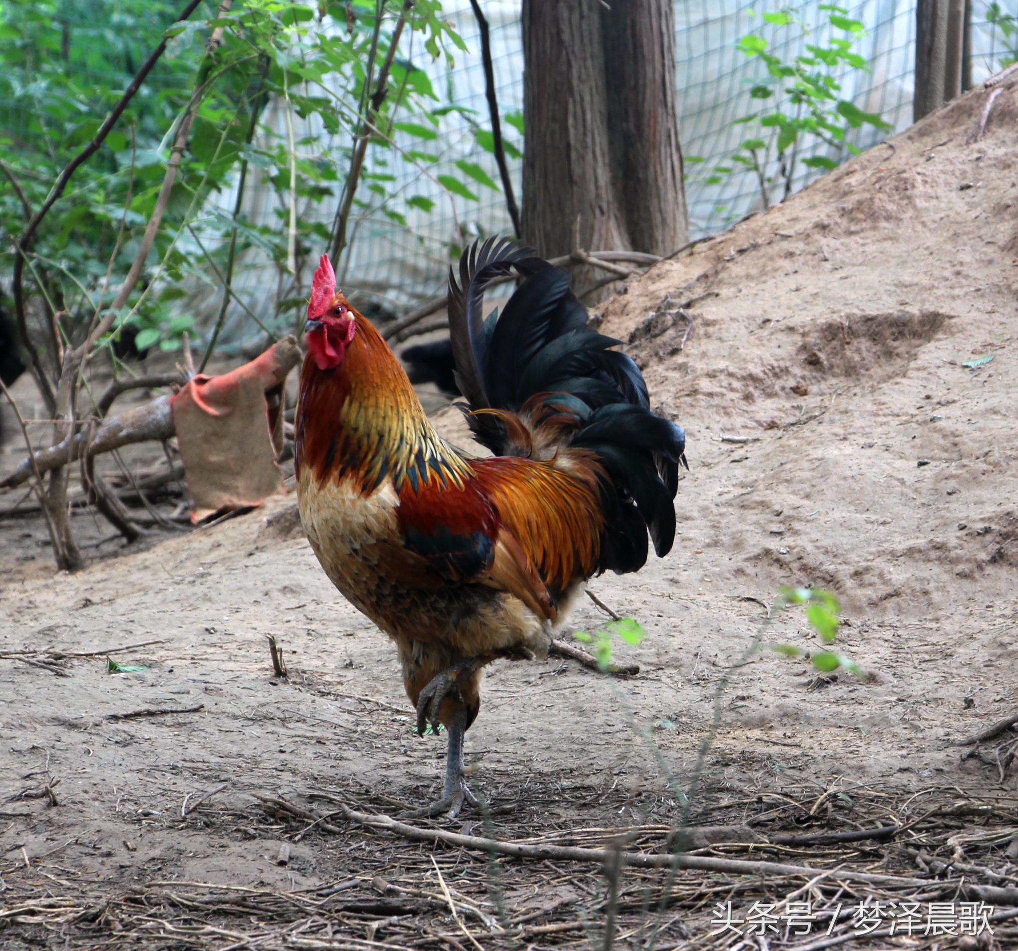 带你吃遍奉节的美食,重庆奉节县特色美食做法