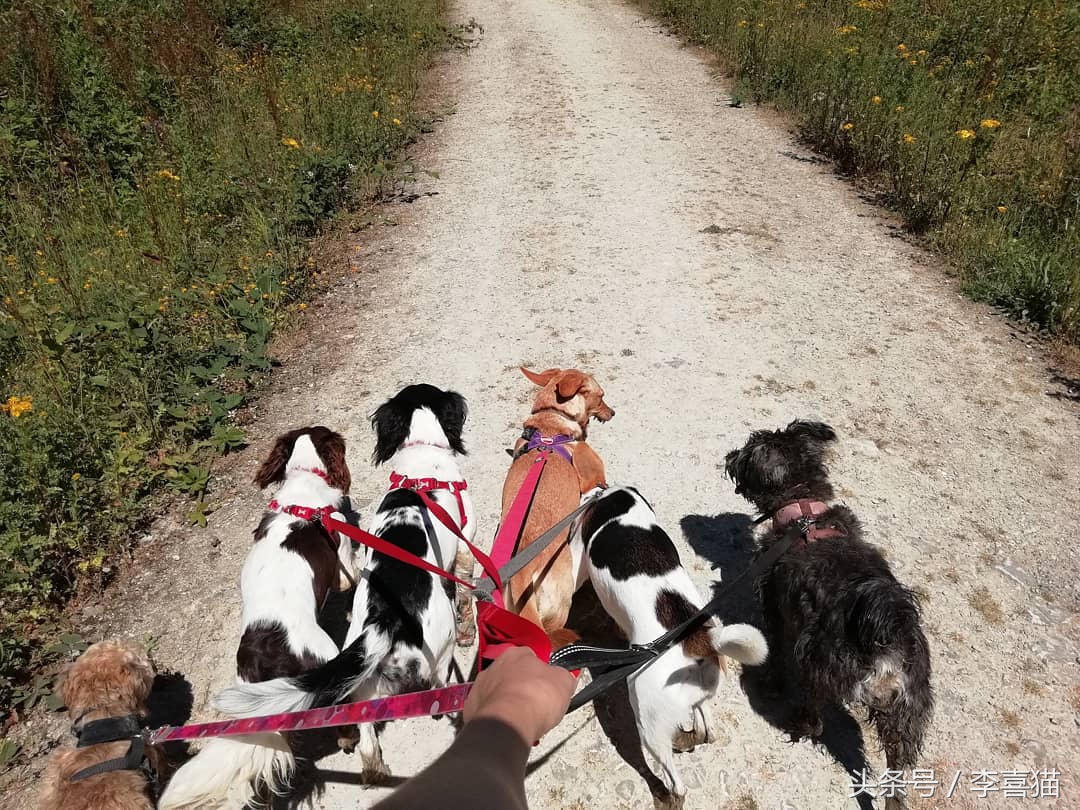 训练狗狗的正确方法和技巧,铲屎官如何正确训练狗狗