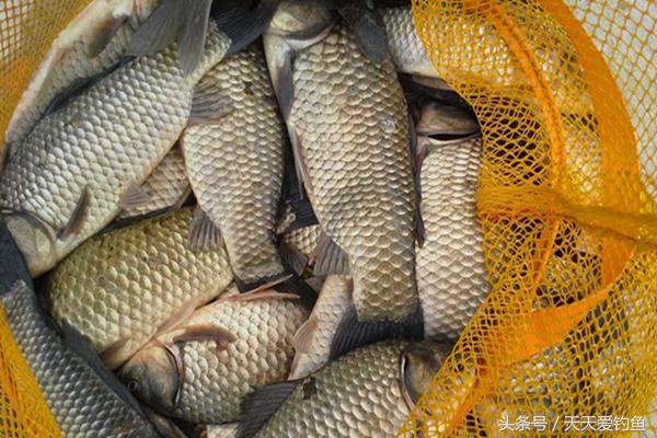 红虫蚯蚓颗粒散炮开饵及挂钩方法,串钩钓黄辣丁蚯蚓挂钩的正确方法