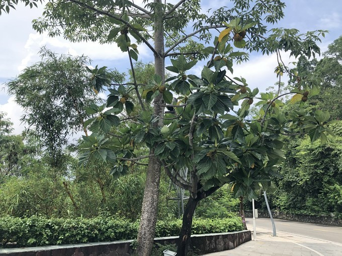 带你到三亚感受不一样的美食美景,三亚之行怎能错过这些美食和美景