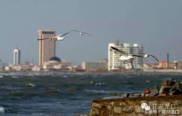 你在龙口过得好吗,生活在龙口好吗