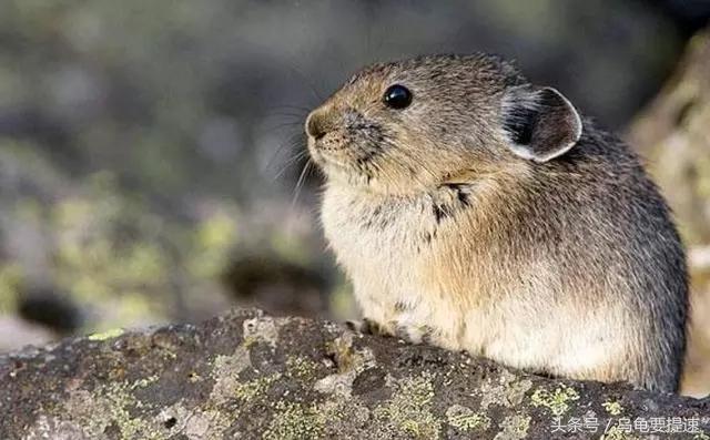七月份生肖鼠的总体运势,7月属鼠的人的运势如何