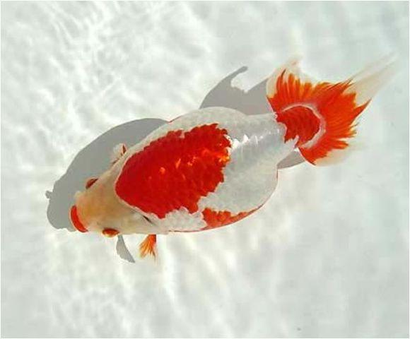 日本顶级金鱼品种,日本宇野兰寿金鱼