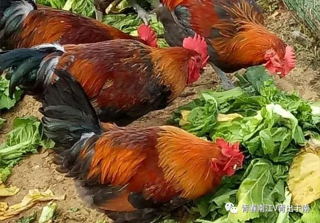 「青春扶贫示范项目」女大学生回乡创业带领乡亲致富——南江县远霖畜禽养殖专业合作社负责人蒋超群创业故事（第8期）