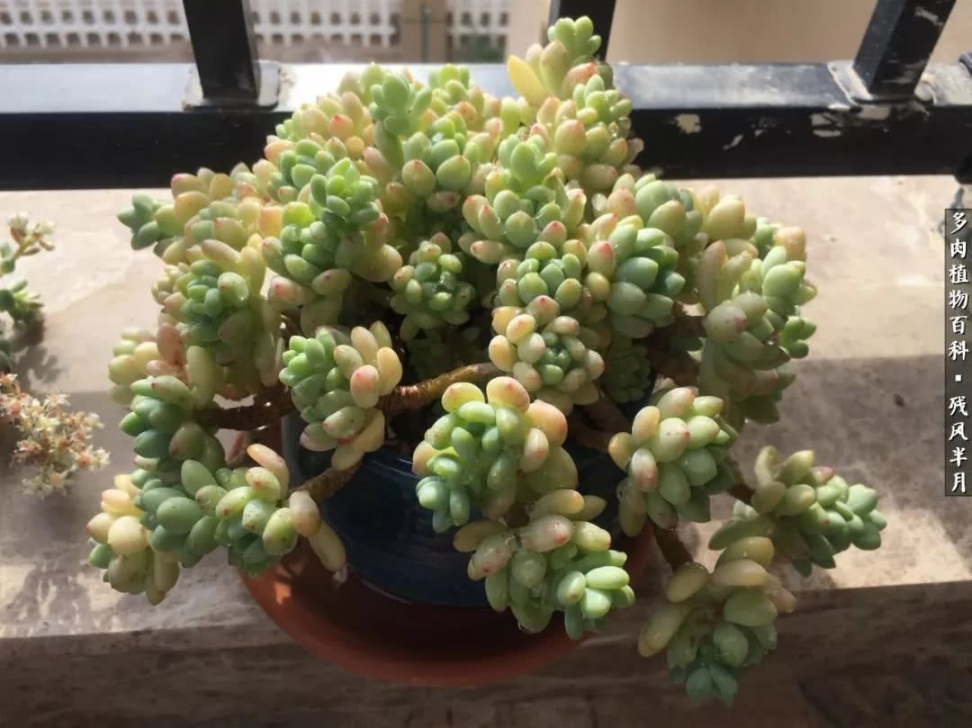 在多肉中治愈生活,养多肉生活中的快乐源泉