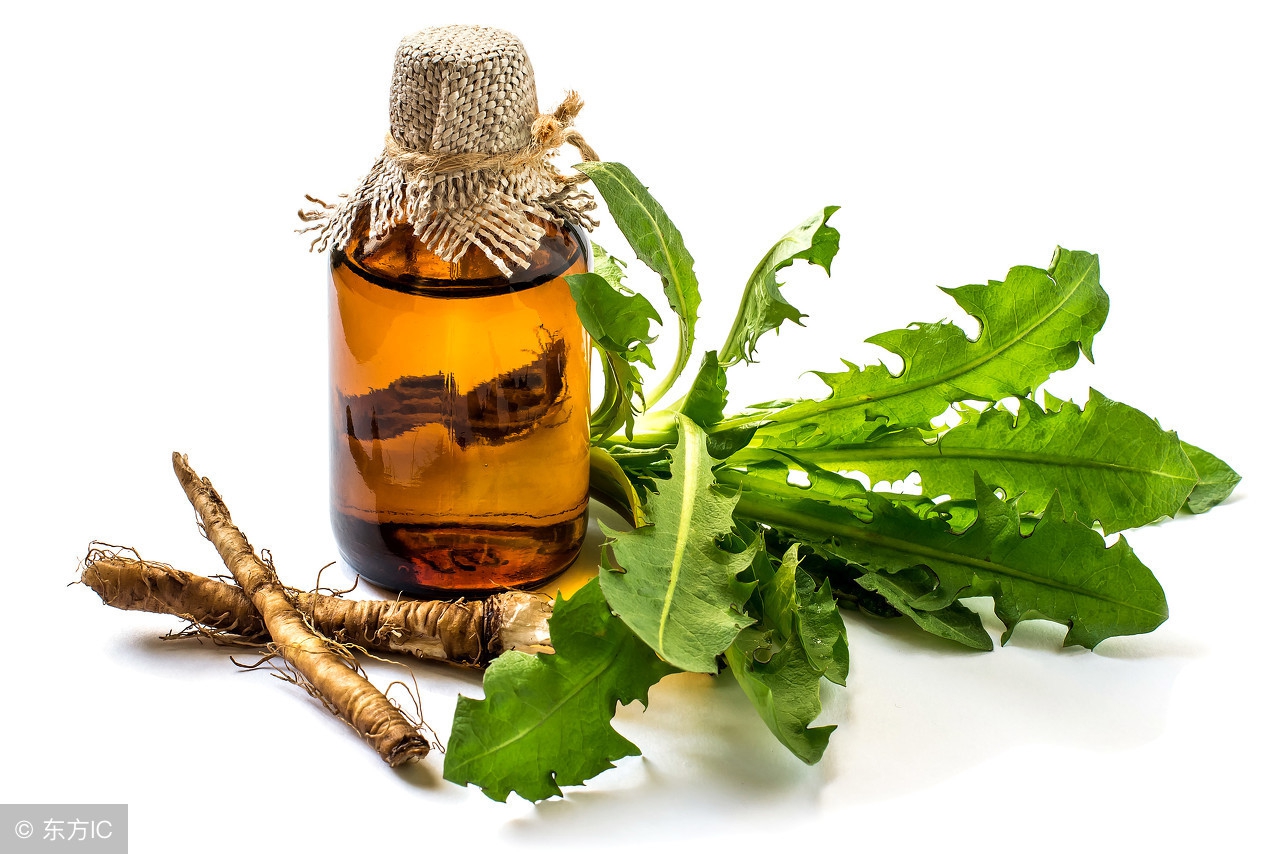 鱼腥草和蒲公英，谁的消炎功效大？